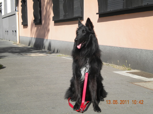 Jatoba black Rex of Vanessa